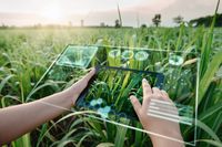 Person nutzt ein Tablet im Freien auf einem Feld, um nachhaltige Landwirtschaftstechnologien zu überwachen.